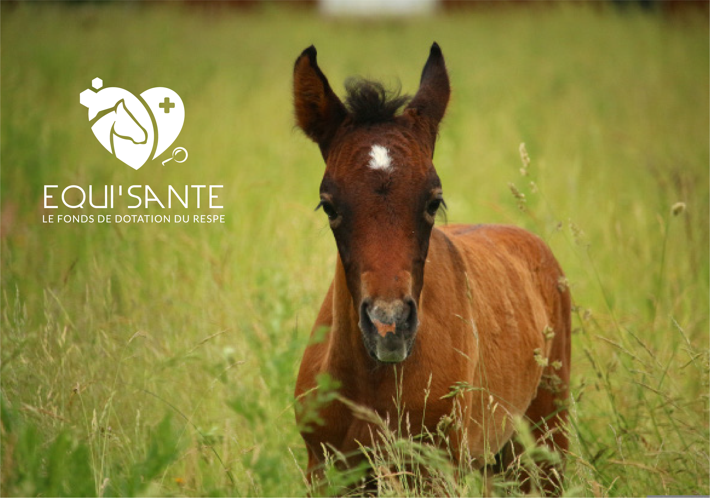 Mécénat d’entreprise Équi’Santé
